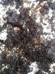 Pseudephebe pubescens