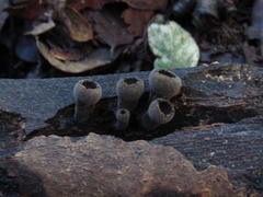 Galiella coffeata