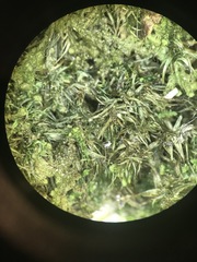 Paraleucobryum longifolium