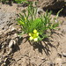 Bur Buttercups - Photo (c) יאיר אור, some rights reserved (CC BY-NC-SA), uploaded by יאיר אור