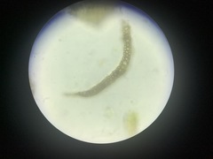 Paraleucobryum longifolium