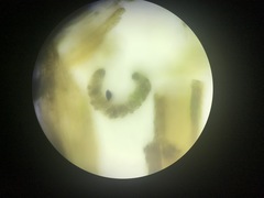 Paraleucobryum longifolium