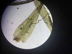 Paraleucobryum longifolium