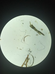 Paraleucobryum longifolium