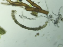 Paraleucobryum longifolium