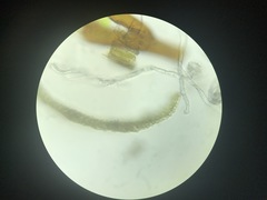 Paraleucobryum longifolium