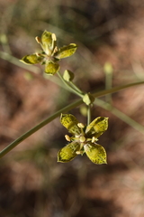 Frasera paniculata