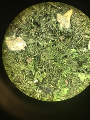 Paraleucobryum longifolium