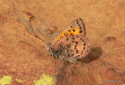 Aloeides dentatis
