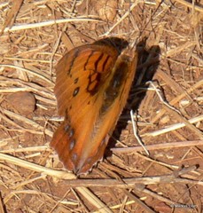 Catacroptera cloanthe cloanthe