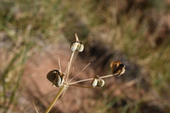 Androstephium breviflorum