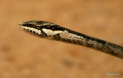 Thelotornis capensis capensis