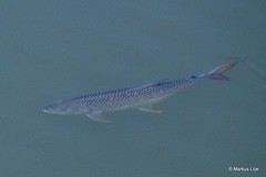 Hydrocynus vittatus