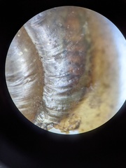 Mesomphix inornatus