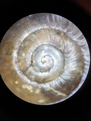 Mesomphix inornatus