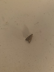 Loxostege sticticalis