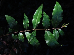 Rhamnus diffusa