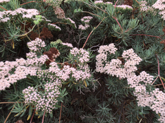 Eriogonum arborescens