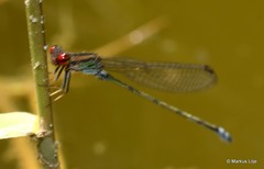 Pseudagrion hamoni