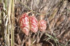 Astragalus ceramicus ceramicus