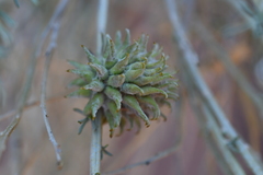 Rhopalomyia utahensis