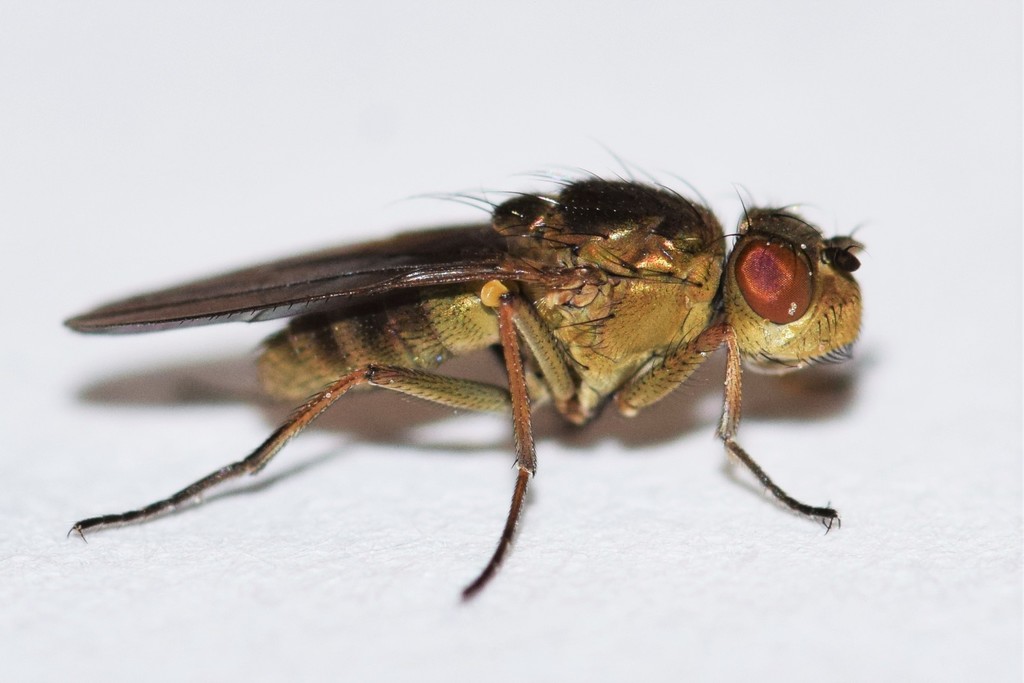 Ephydrini