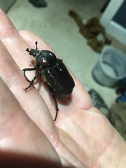 Osmoderma subplanata