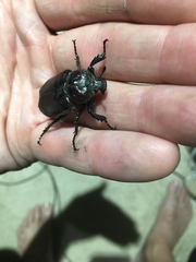 Osmoderma subplanata