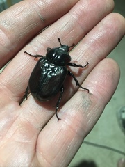 Osmoderma subplanata