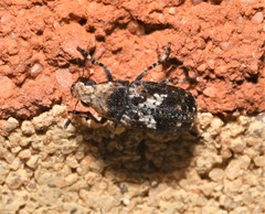 Euparius paganus