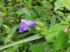 Torenia asiatica