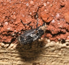 Euparius paganus