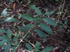 Azara serrata