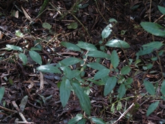 Azara serrata