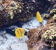 Chaetodon rainfordi