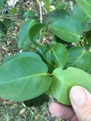 Bosistoa medicinalis