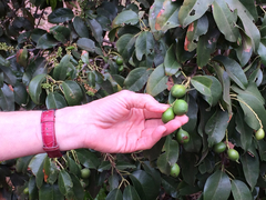 Prunus ilicifolia lyonii