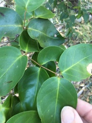 Bosistoa medicinalis