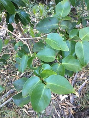 Bosistoa medicinalis