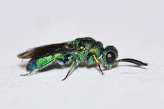 Caenochrysis
