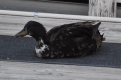 Anas platyrhynchos domesticus