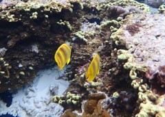 Chaetodon rainfordi