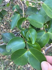 Bosistoa medicinalis