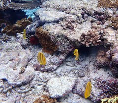 Chaetodon rainfordi