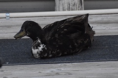 Anas platyrhynchos domesticus