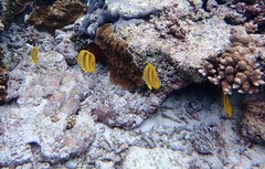 Chaetodon rainfordi