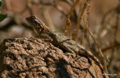 Agama anchietae