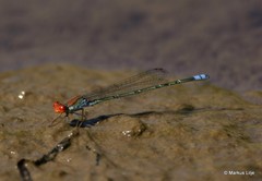 Pseudagrion vaalense