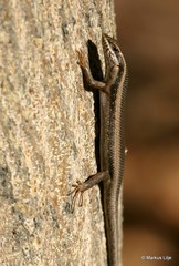 Trachylepis spilogaster