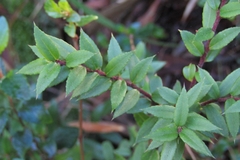 Gaultheria phillyreifolia